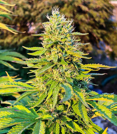 Семена сорта Gorilla Glue #4 Fast Version fem (Easy Grow Seeds)