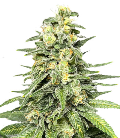 Семена сорта Dozy Cookies fem (AlphaFem Seeds)