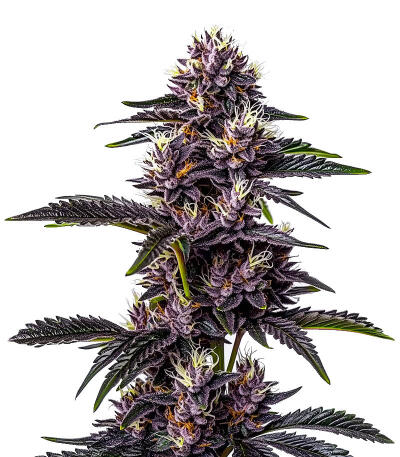Семена сорта Keepers OG Autoflower fem (Seedkeepers)
