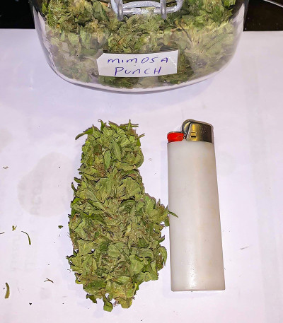 Семена сорта Auto Mimosa Punch fem (Dutch Passion)