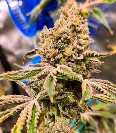 Семена сорта Brain Stroke Auto fem (High Speed ​​Buds)