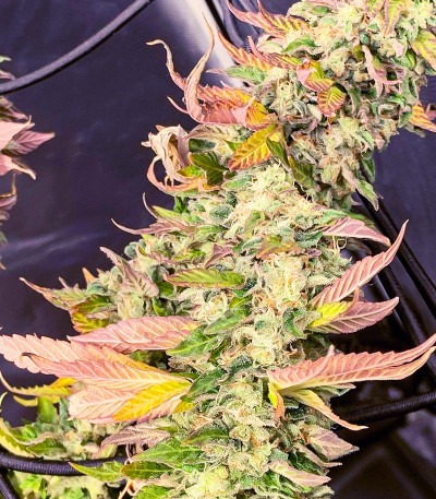 Семена сорта Chem Cookies fem (AlphaFem Seeds)