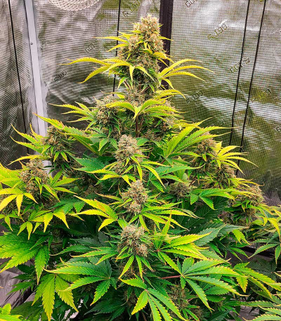 Семена сорта Grandmommy Purple Auto fem (Herbies Seeds)