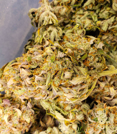 Семена сорта Tangie Auto fem