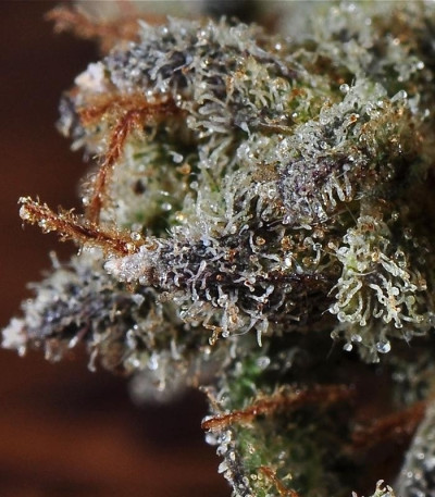 Семена сорта The Doctor fem (Green House Seeds)