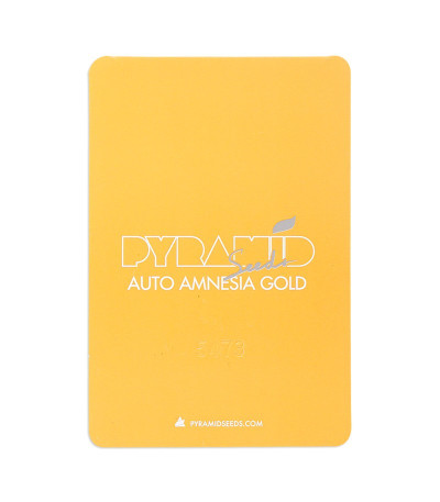 Семена сорта Auto Amnesia Gold fem (Pyramid Seeds)