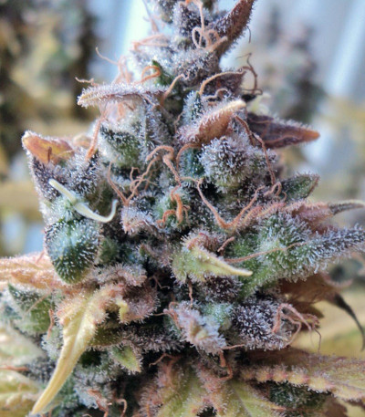 Сорт марихуаны Cream Caramel (Sweet Seeds) 