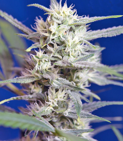 Семена сорта Crystal Candy Auto fem (Sweet Seeds)