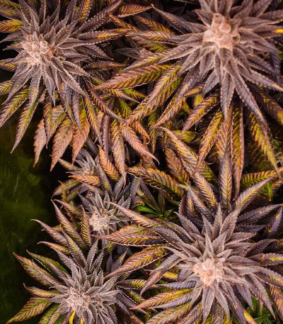 Семена сорта Persian Pie fem (Green House Seeds)