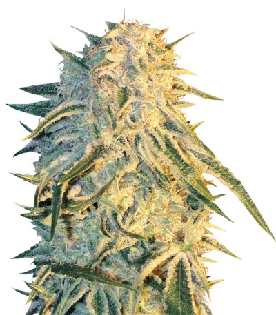 Семена сорта ICE fem (Female Seeds)