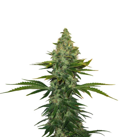 Семена сорта Liberty Haze fem (Barney's Farm)