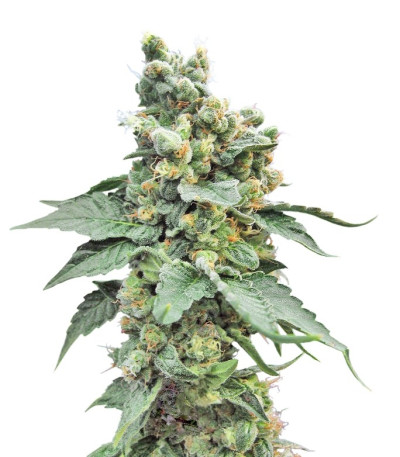 Семена сорта Sage 'n' Sour fem