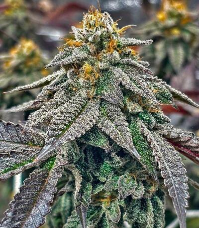 Семена сорта Easy Runtz Autoflower fem (Easy Grow Seeds)