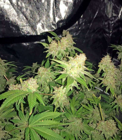 Семена сорта Big Bud (Snow White) reg (Nirvana Seeds)