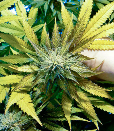 Семена сорта Thai Fantasy Max Auto fem