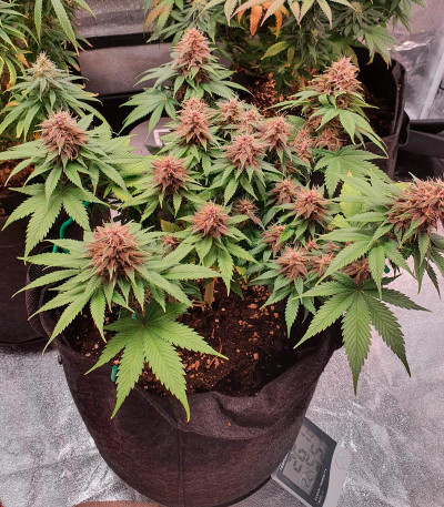 Семена сорта Tropicanna Poison F1 Fast Version (Sweet Seeds)