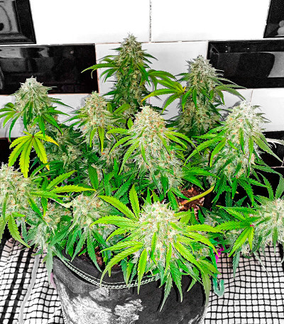 Семена сорта Watermelon Zkittlez Auto fem