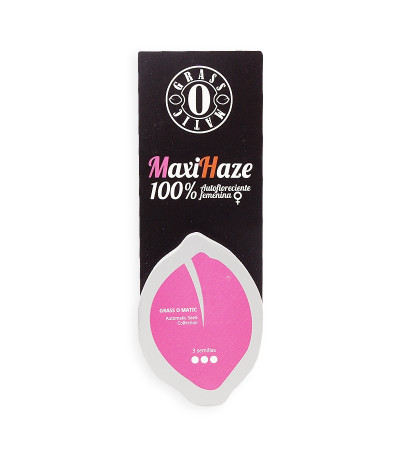 Семена сорта Maxi Haze auto fem