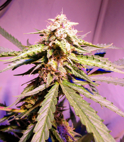 Семена сорта Tashkenti Auto fem (Семяныч)