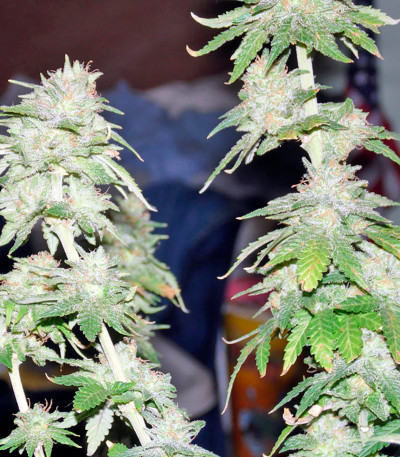 Семена сорта Afghan Kush X Yumbolt fem (World of Seeds)