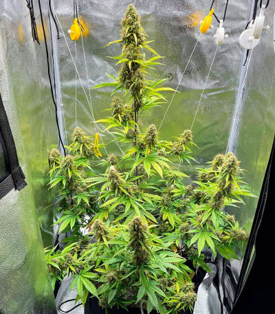 Семена сорта CBD Lemon Auto fem (Herbies Seeds)