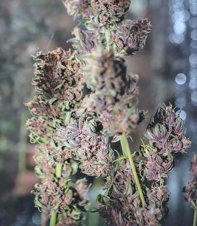 Семена сорта Crystal METH Auto fem (FastBuds)