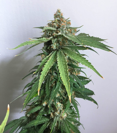 Семена сорта Delicious Cookies fem (Delicious Seeds)