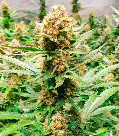 Семена сорта Power Plant X fem (Семяныч)