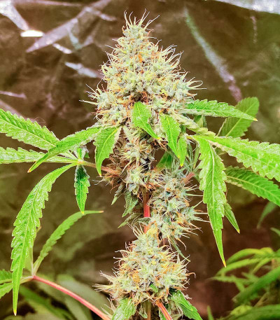 Семена сорта конопли Pink Runtz Auto от 7CH American