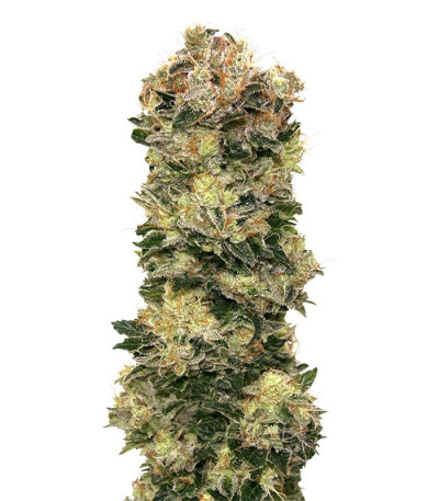 Микс семян конопли Auto Collection #2 (00 Seeds)