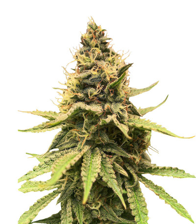 Семена сорта Critical Amnesia fem (AlphaFem Seeds)