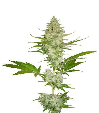 Семена сорта Candy Kush Express fem (Fast Flowering)