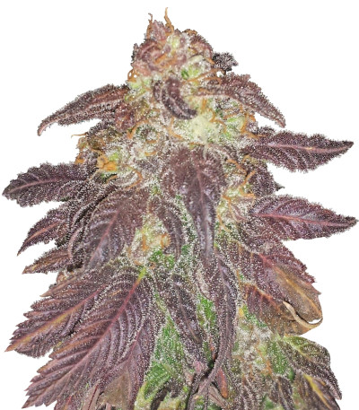 Семена сорта Spicy White Devil fem (Samsara Seeds)