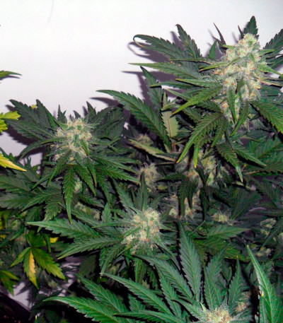 Сорт каннабиса Armata Skunk