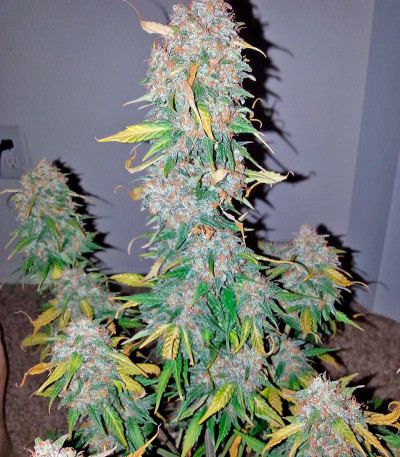 Семена сорта Auto Cheese Berry fem