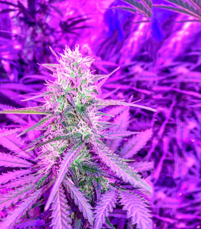 Семена сорта Blueberry Kush Automatic fem (Nirvana Seeds)