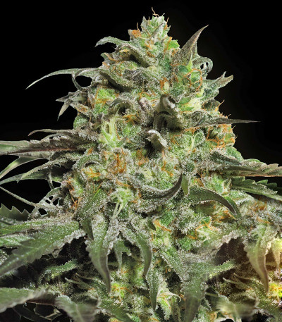 Семена сорта Peyote Cookies fem (Barney's Farm)