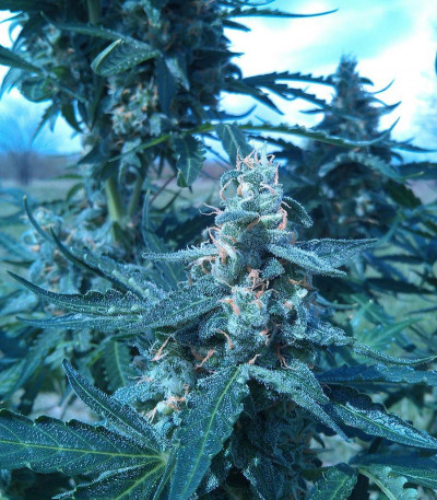 Семена сорта Rock Machine Auto fem (Doctor’s Choice)