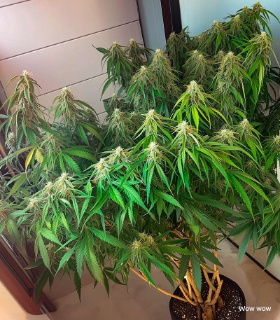 Семена сорта Auto Ak 2 fem (Семяныч)