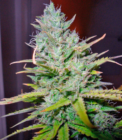 Семена сорта Kalashnikova fem