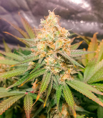 Семена сорта Pharaoh (Tutankhamon) fem (Семяныча)