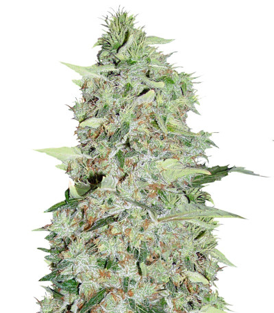 Семена сорта Bubble Gum fem (Serious Seeds)