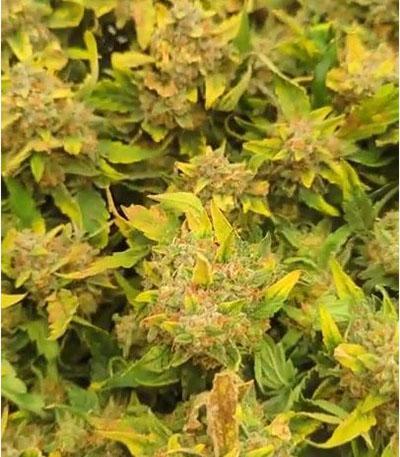 Семена сорта G14 auto fem (FastBuds)