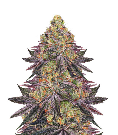 Семена сорта Watermelon Zkittlez fem