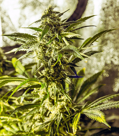 Семена конопли White Widow regular