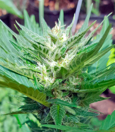 Семена сорта Colombian Gold fem (World of Seeds)