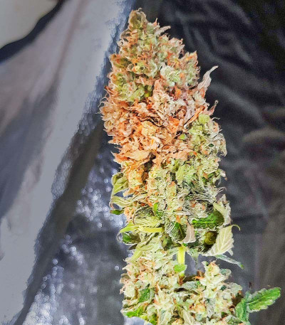 Семена сорта Watermelon Zkittlez fem
