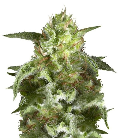 Семена сорта Wendy Auto fem (Trikoma Seeds)