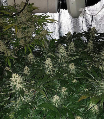 Семена сорта Amnesia fem (Vision Seeds)