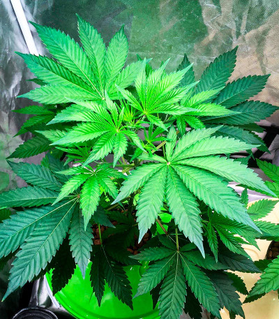 Семена конопли сорта AK-47